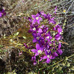 centaurium venustum - charming centaury flowers clustered, bright pink May 30, 2011 centaurium venustum
